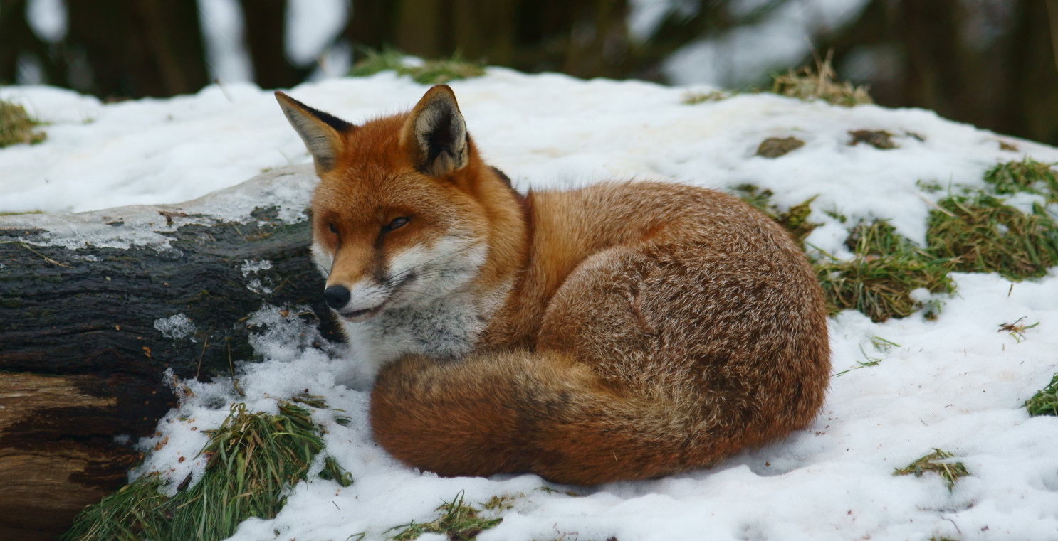 Red Fox curled up in the snow