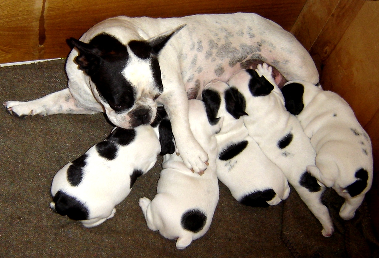 French Bulldog puppies feeding on their mother's milk