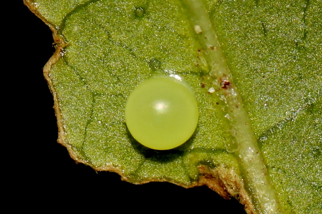 Stage 1: Egg