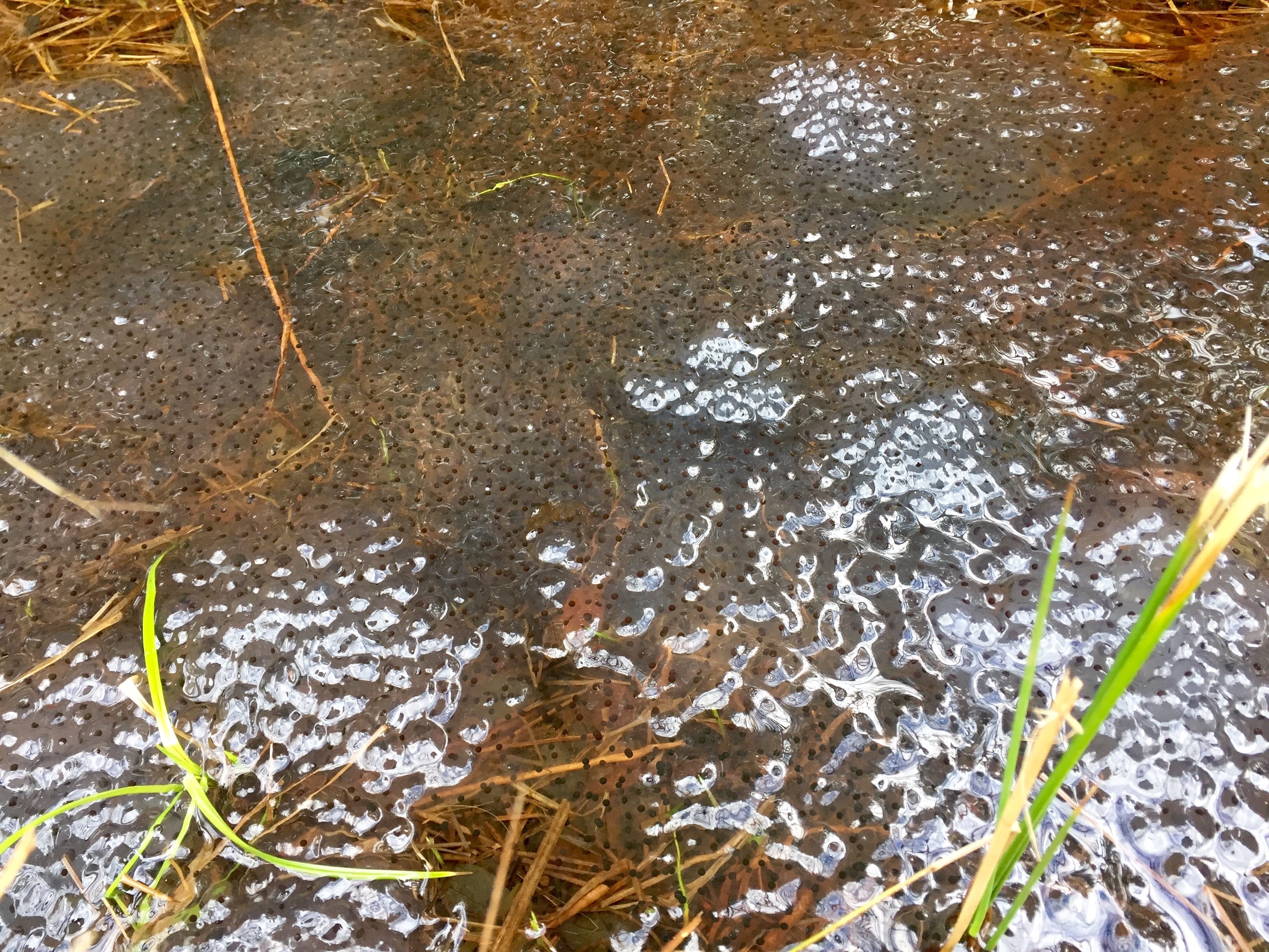 Frog Spawn