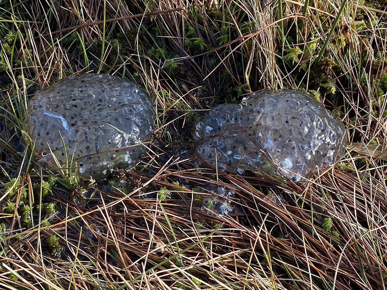 Frog spawn