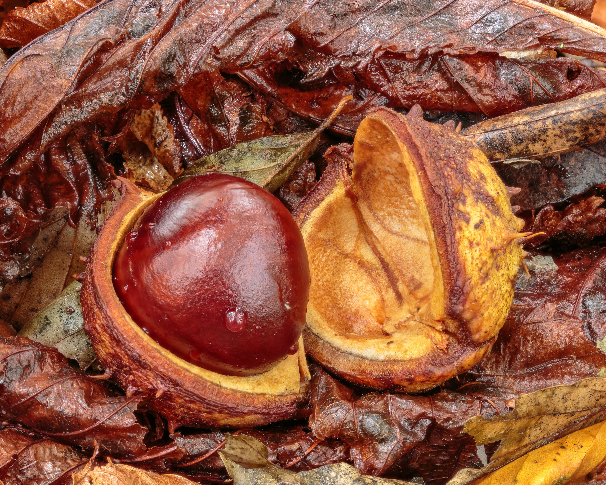 Cracked Horse Chestnut fruit with chestnut ('conker')