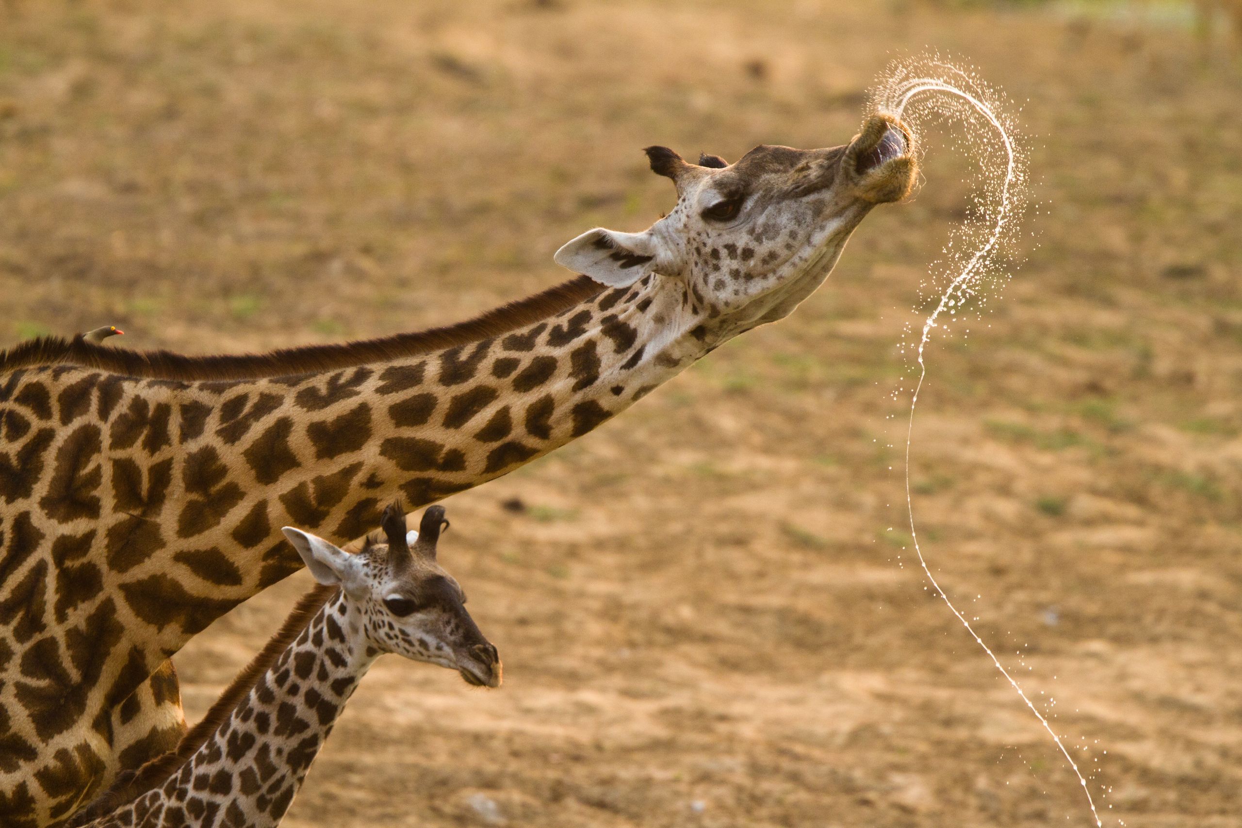 Giraffe sneezing... That was a big sneeze!
