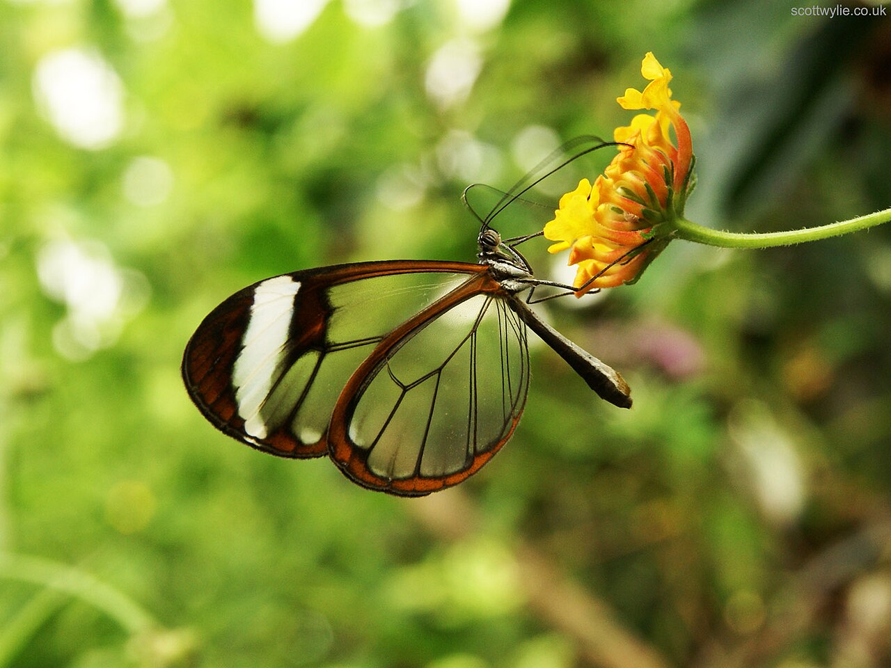 Greta Oto Glasswing Butterfly