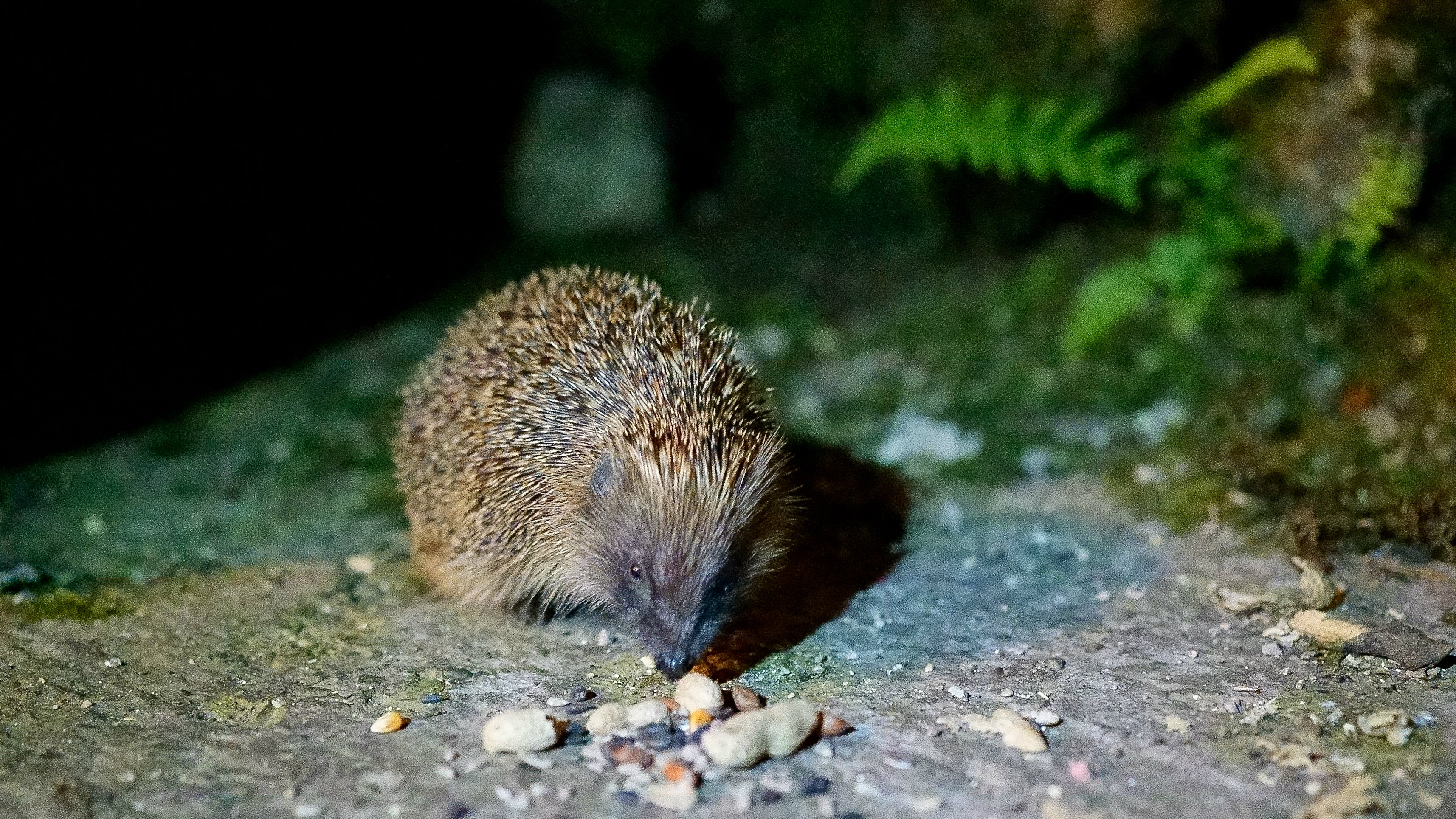 Hedgehog out at night
