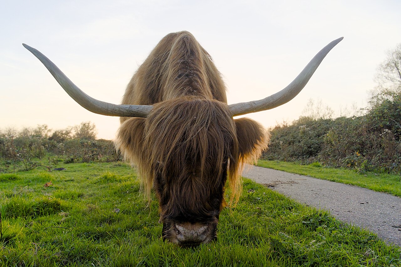 Highland cow eating grass