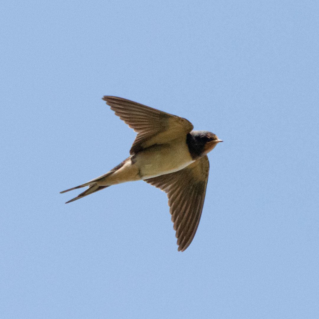 Swallow in flight