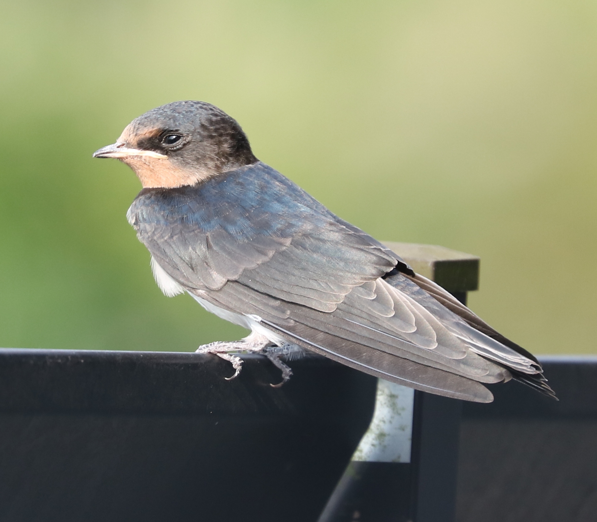 Swallow perched on a fence