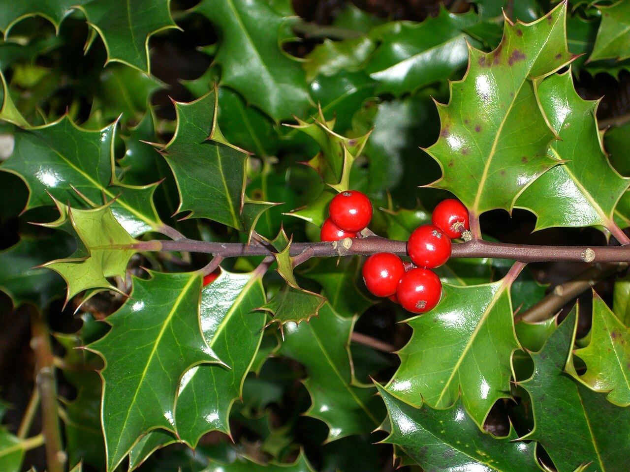 Holly