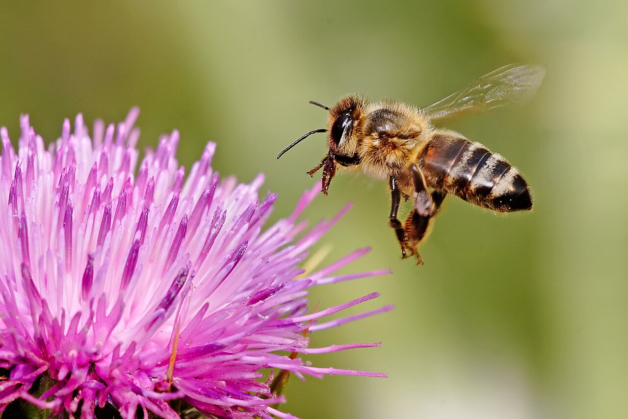 Honeybee landing on a milk thistle
