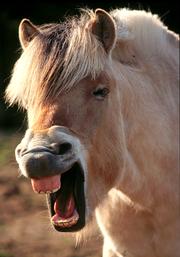 Horse sneezing!