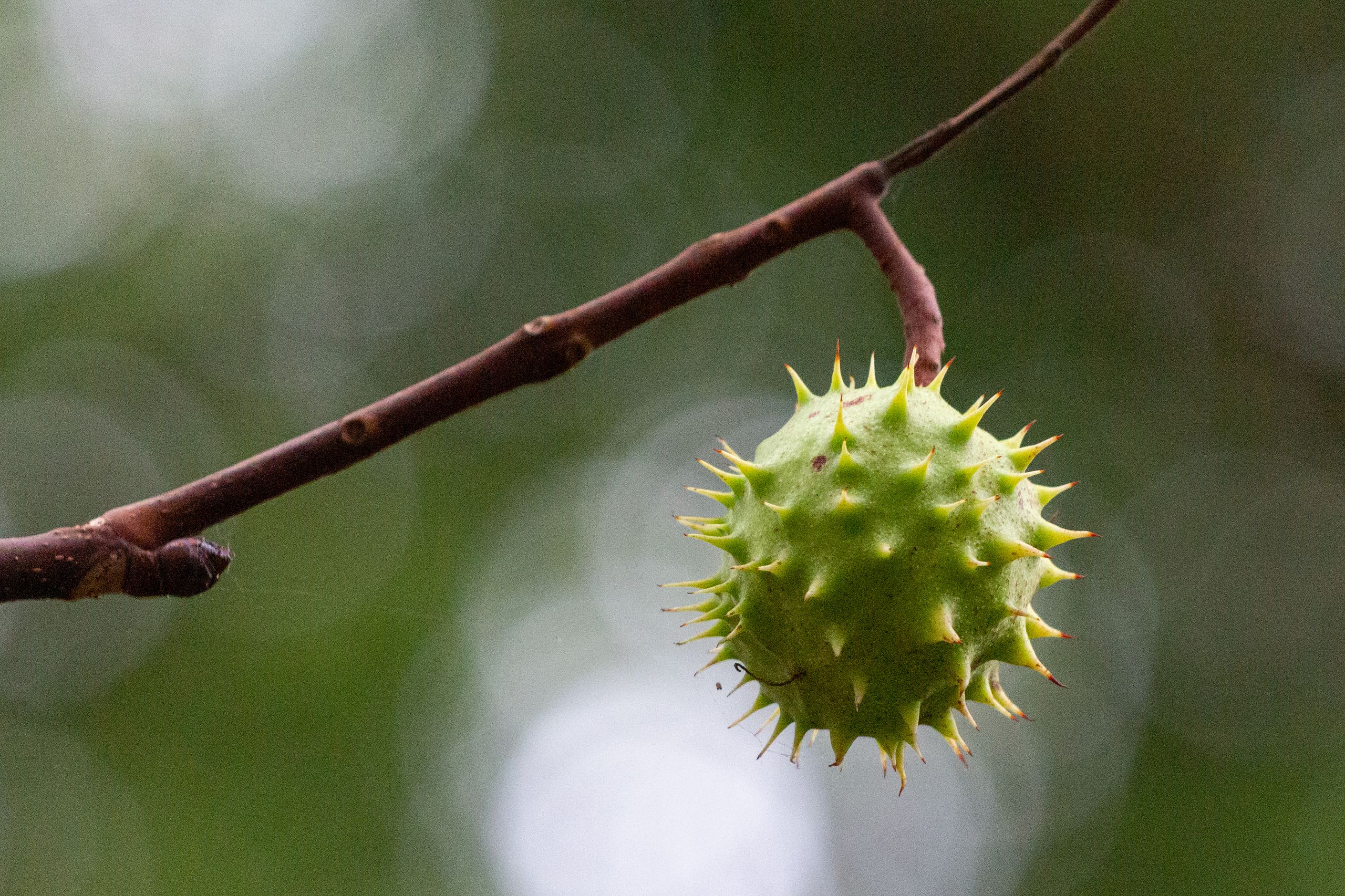Horse Chestnut Fruit