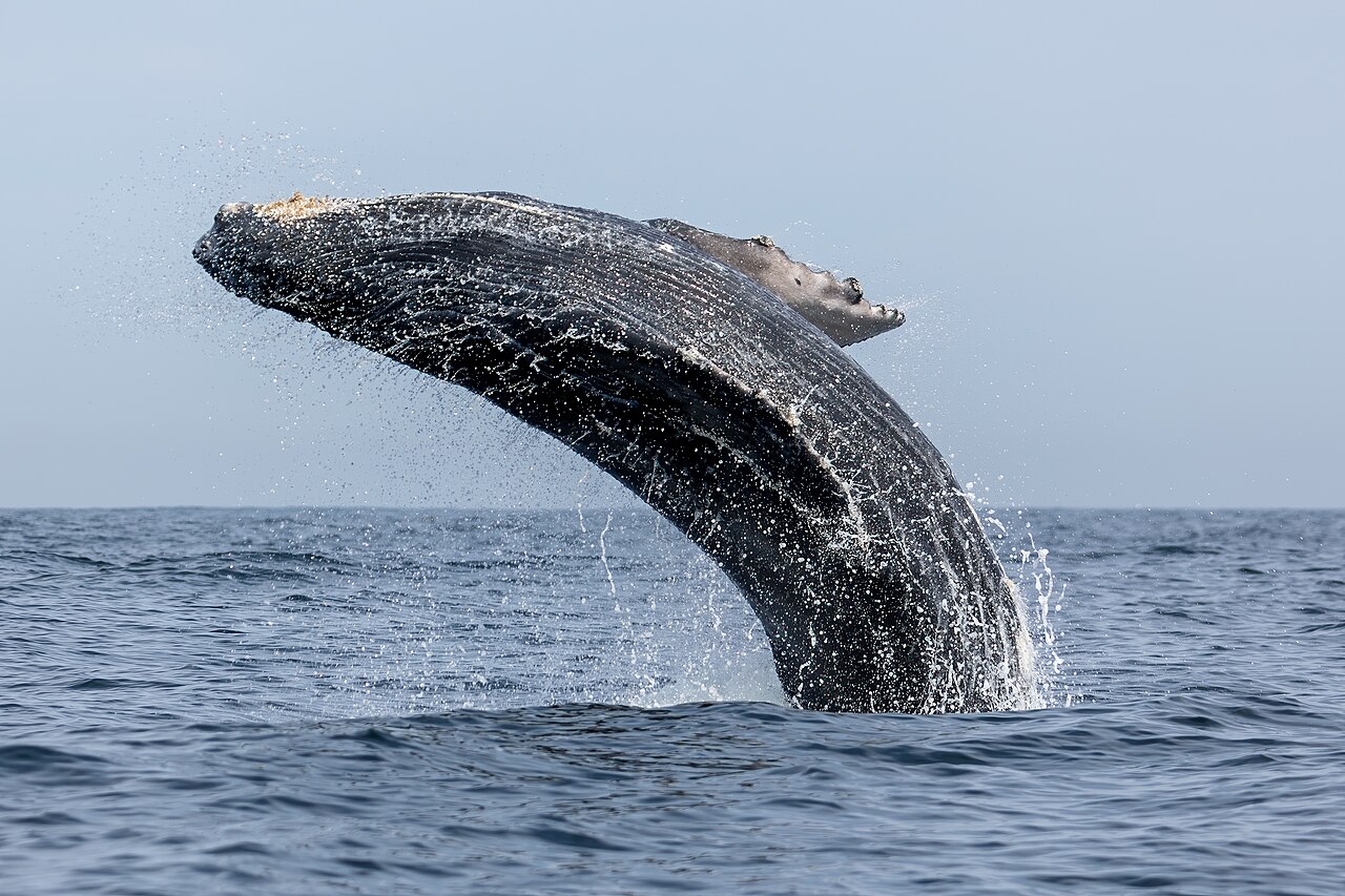 Humpback whale coming up for air