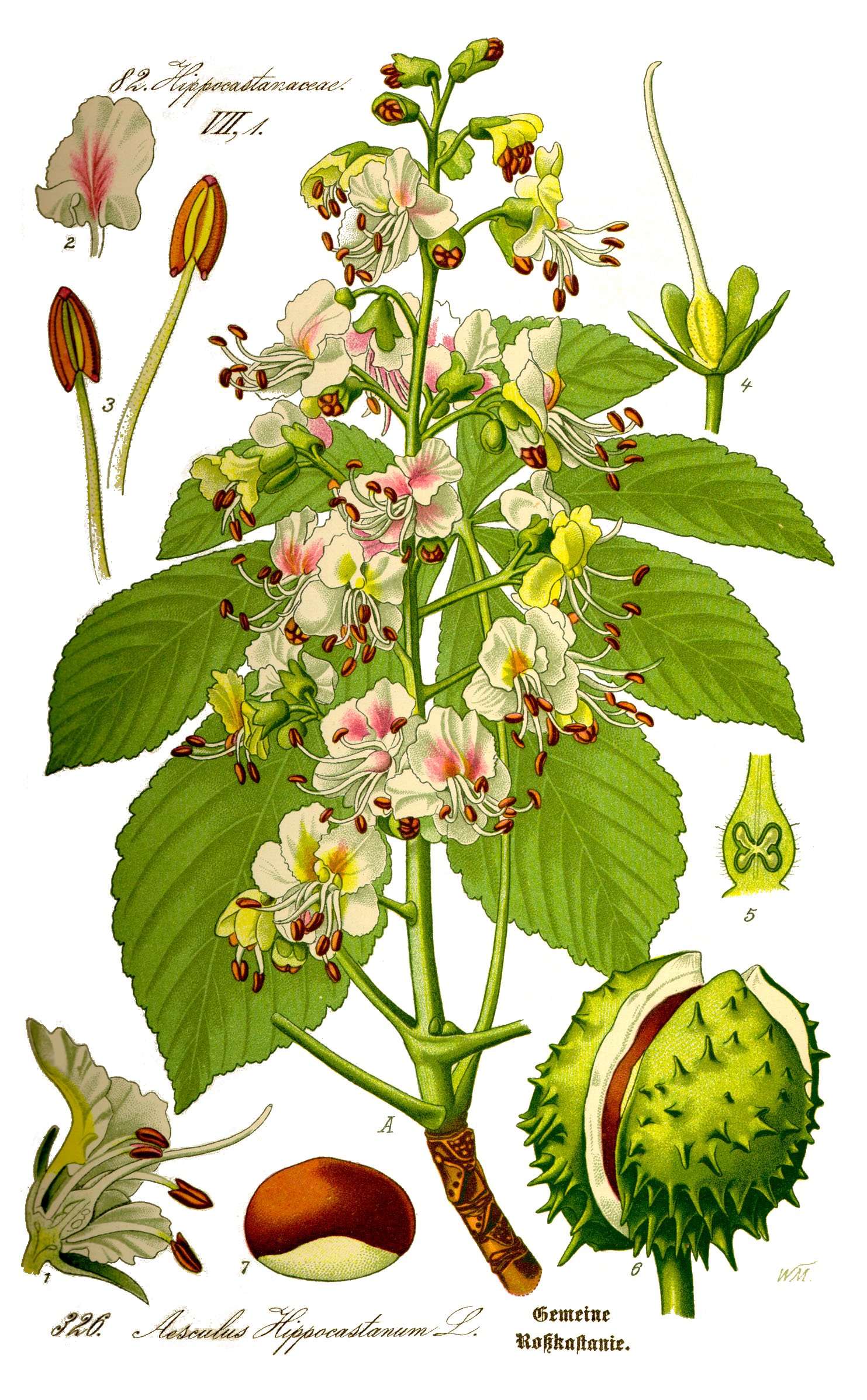 Illustration of Horse Chestnut Tree features