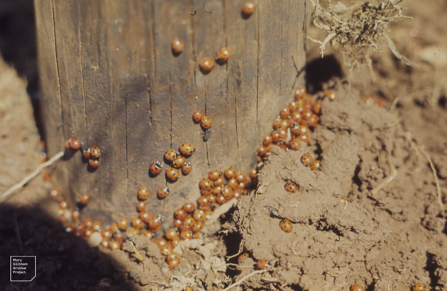 Cluster of ladybirds emerge from hibernation