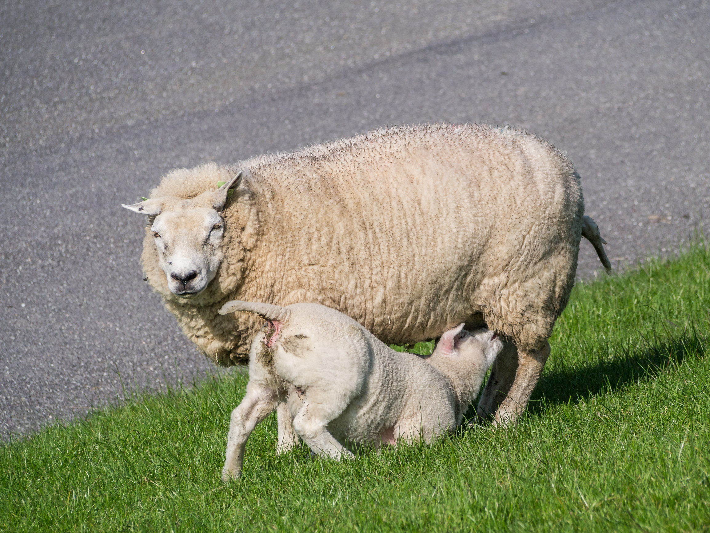 Lamb suckling on Ewe