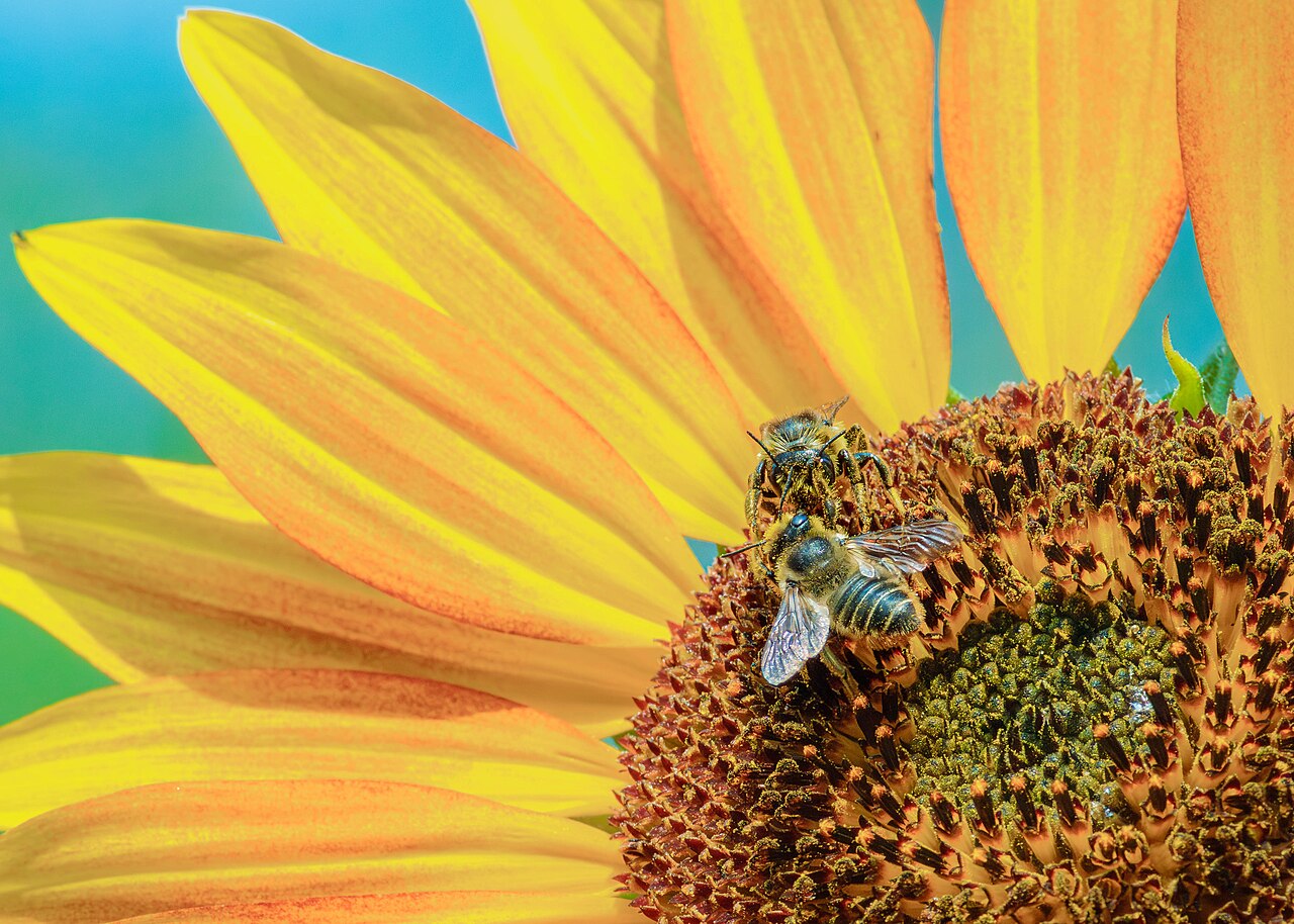 Late summer bee pollination