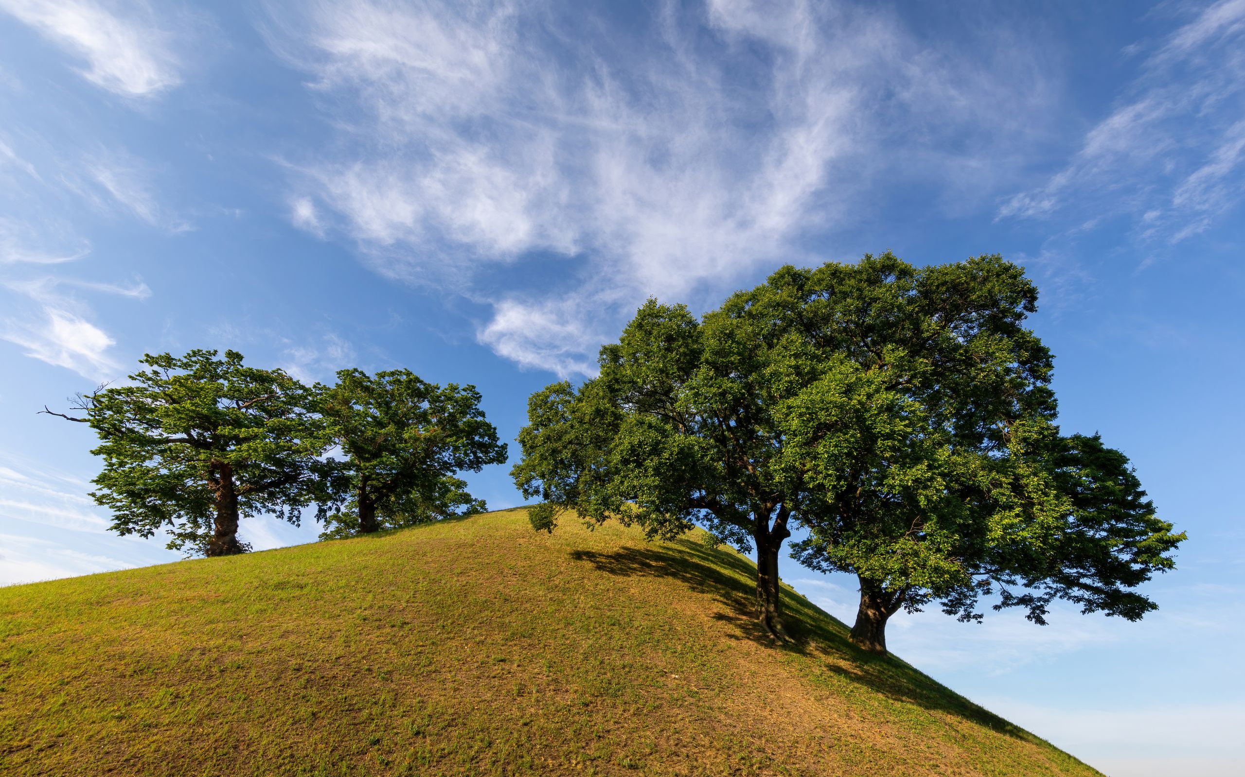 The wooden trunk of a tree is made by the tree as it grows from taking carbon dioxide from the air and water from the ground and using light to turn them into wood, oxygen, and glucose (sugar), which is a kind of food for trees.