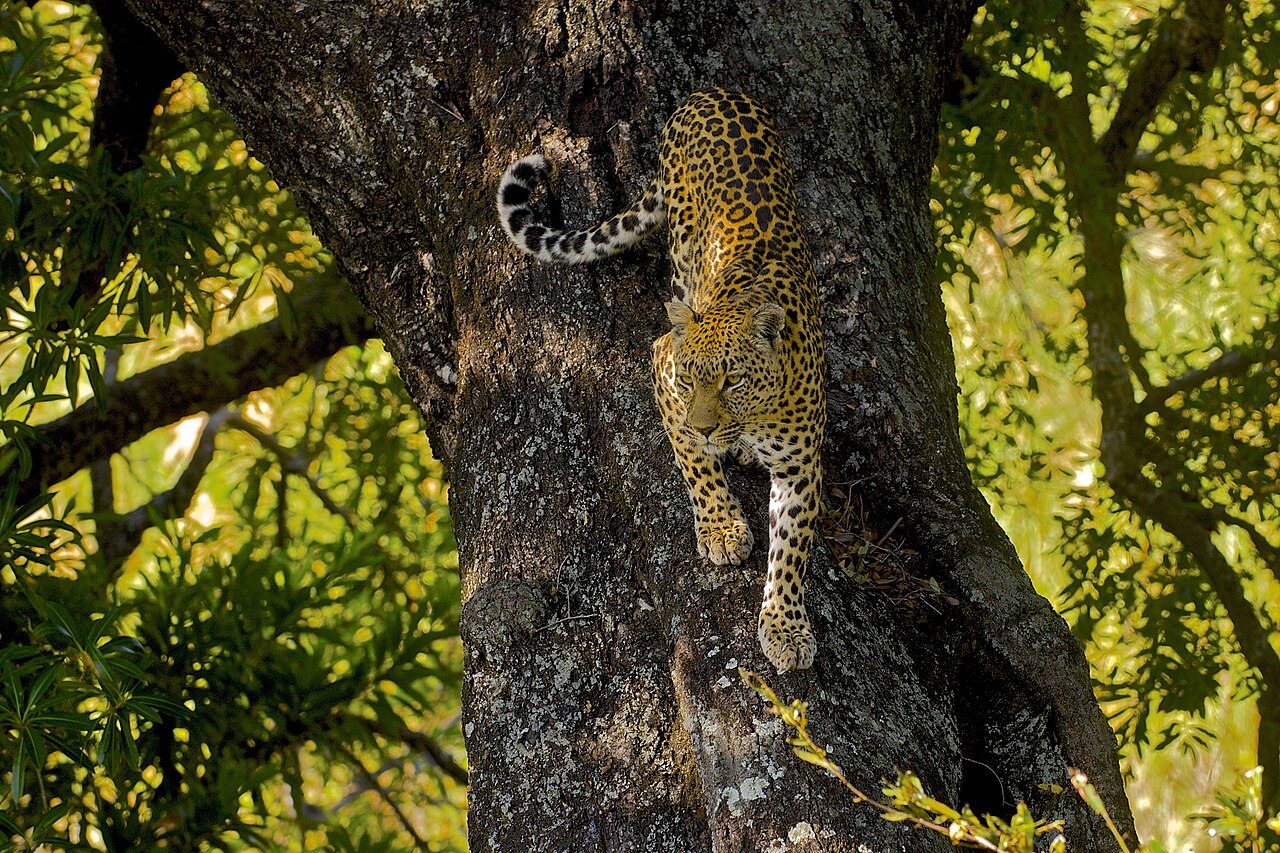 Leopard climbing down a tree. Some animals sleep in trees because they provide shade, or hide in trees behind the leaves.