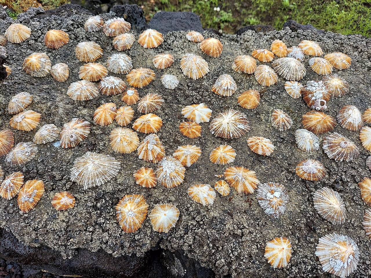 Limpets on a rock
