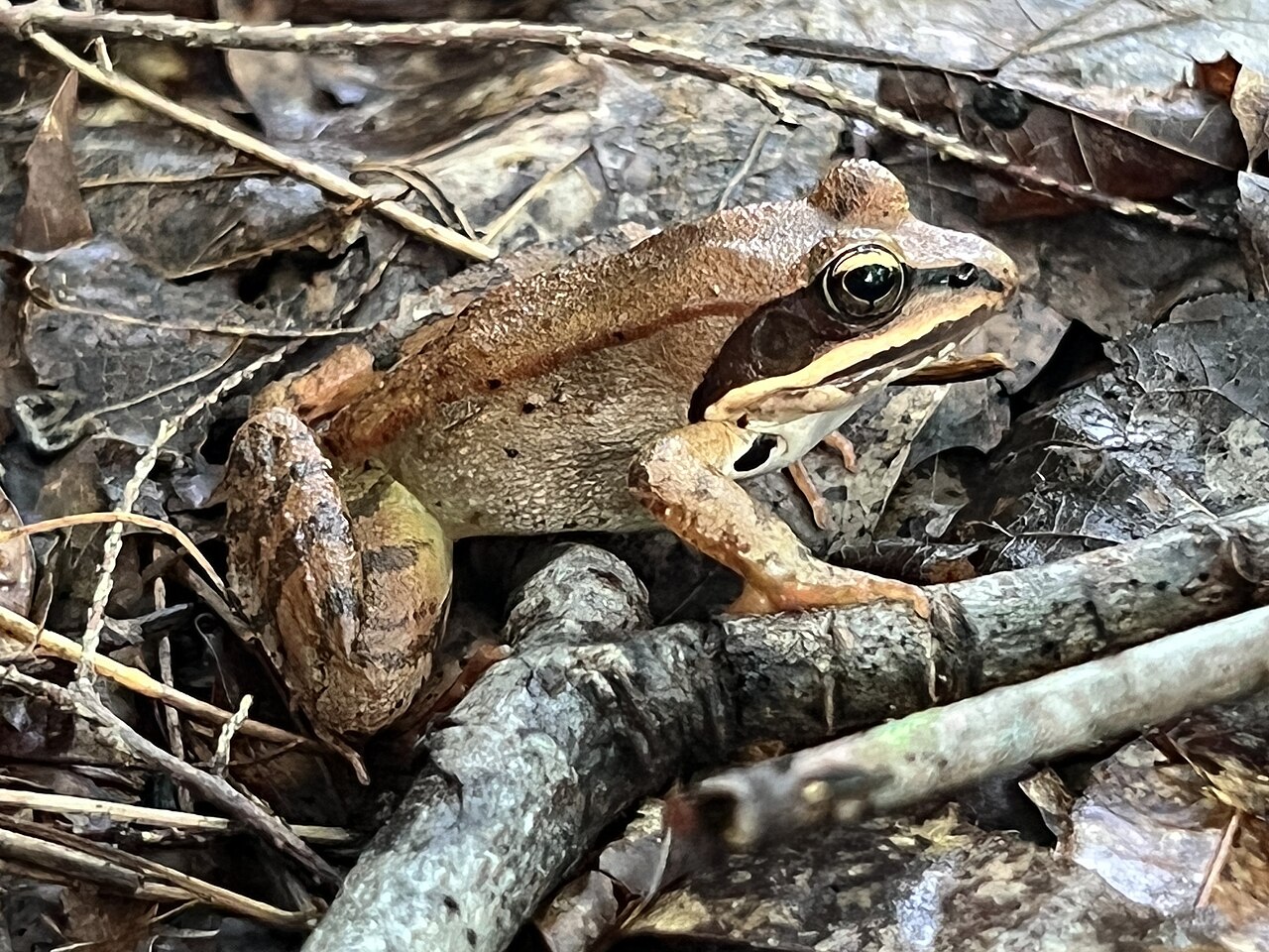 North American Wood Frog