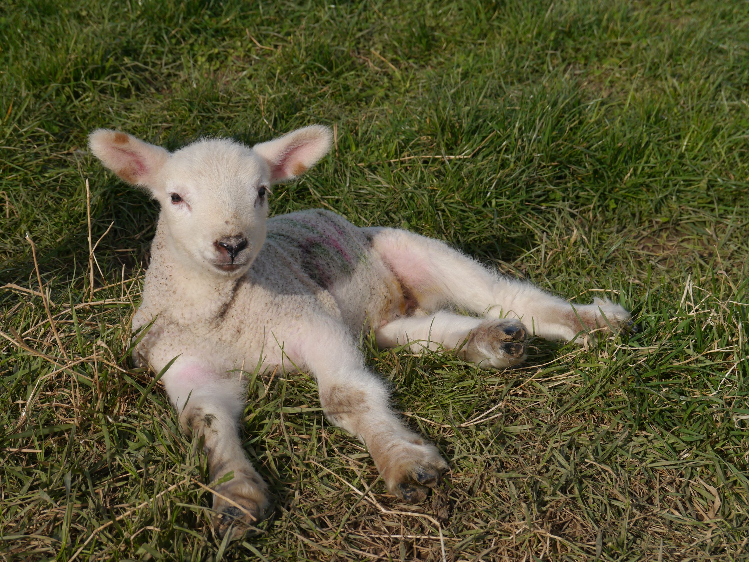 Lamb