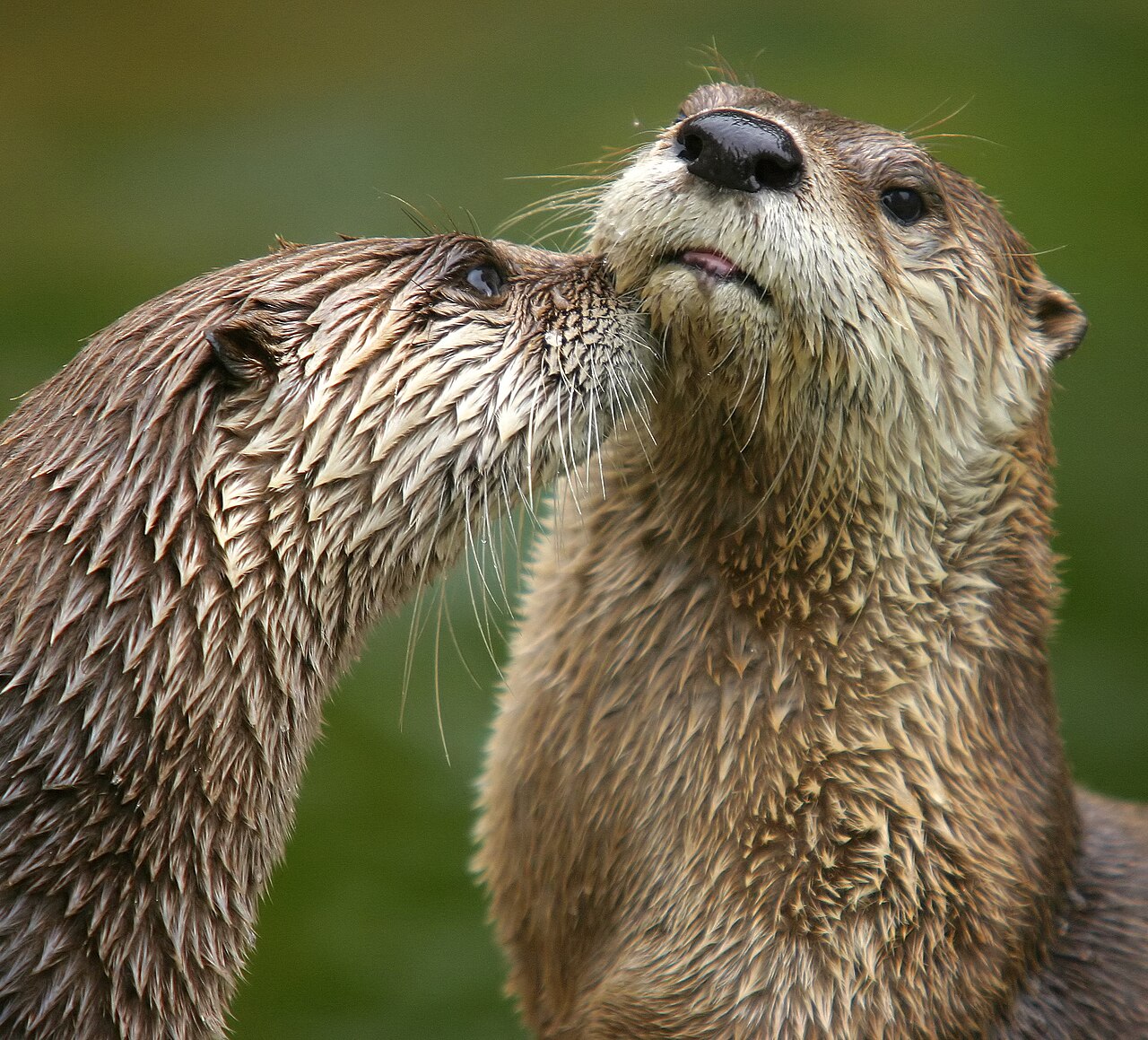 River otters
