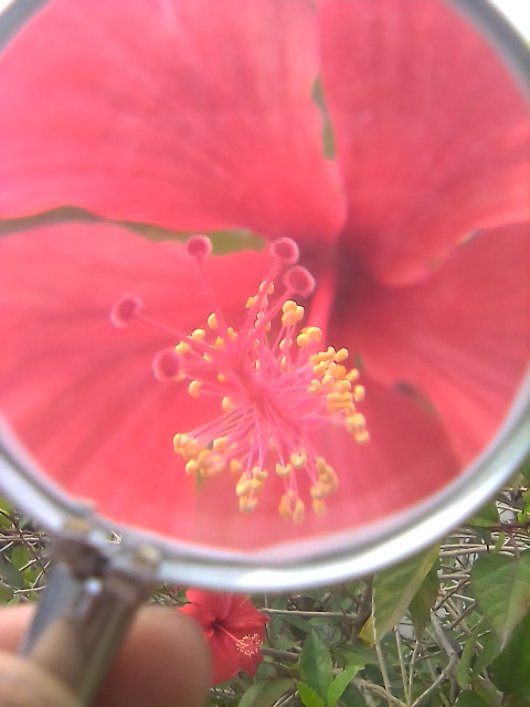 Looking at a Hibiscus flower through a magnifying glass