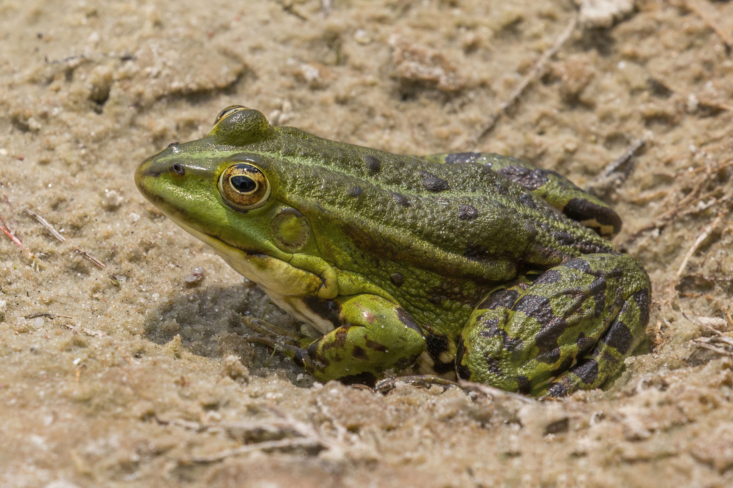 Adult Frog