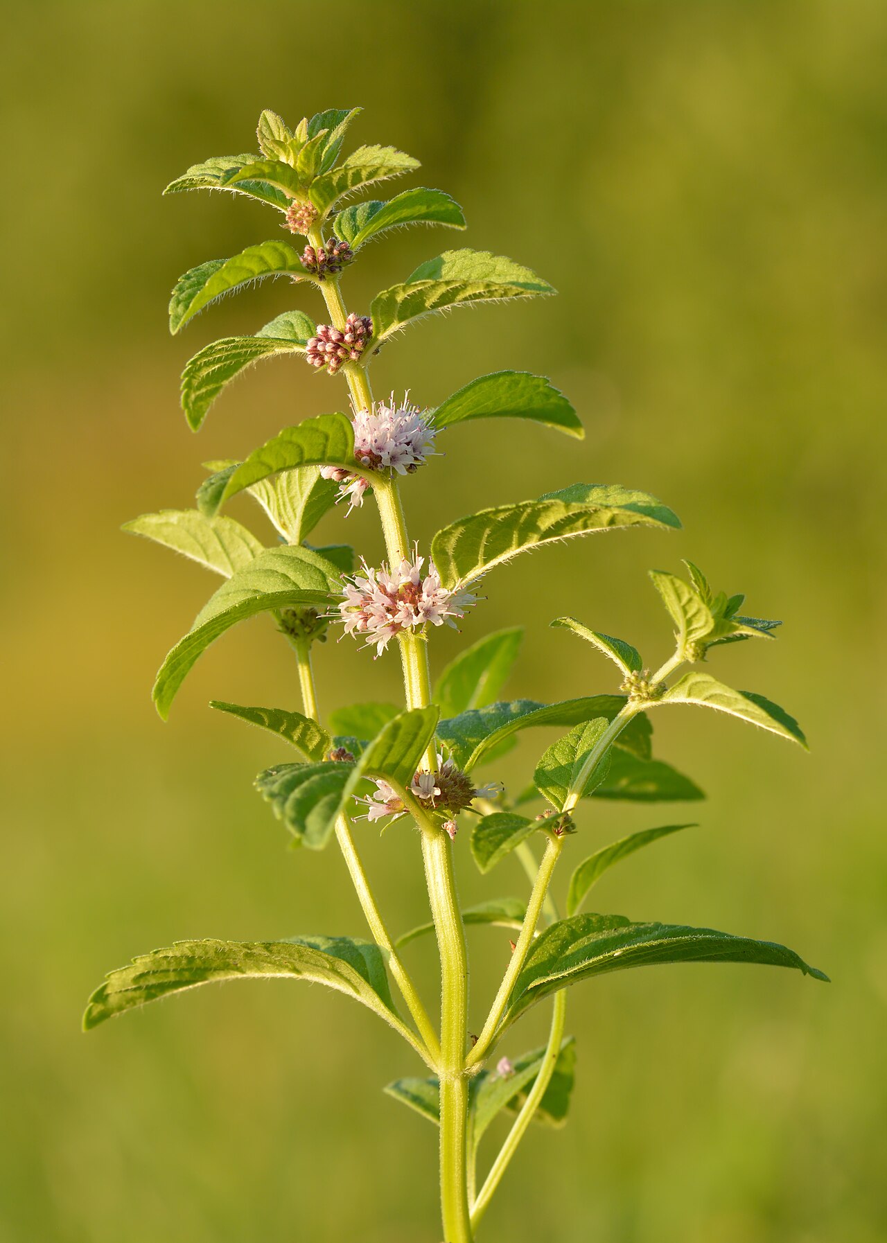 Mint leaves growing out from the stem of a mint plant