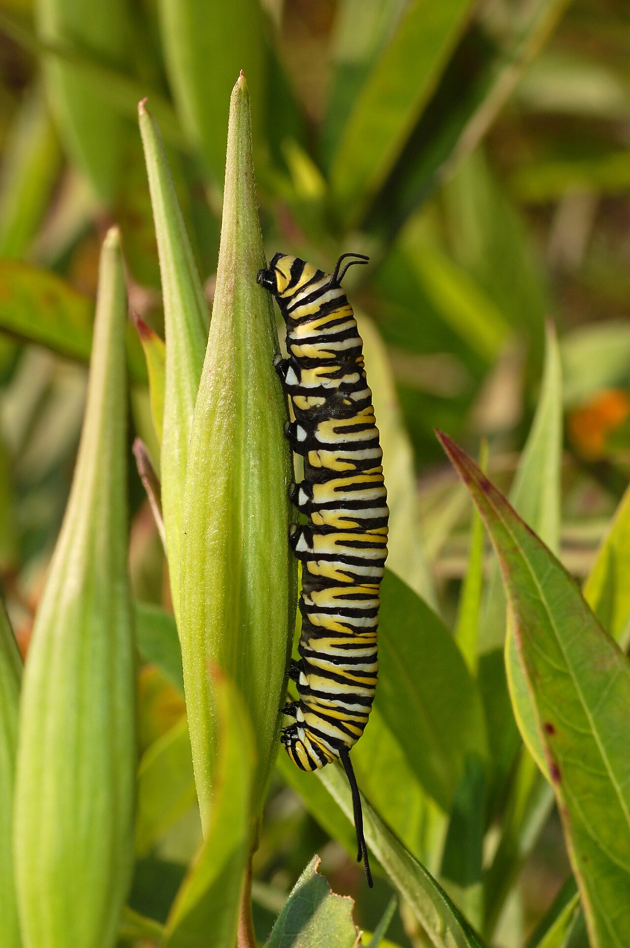 Colourful caterpillar eating a leaf