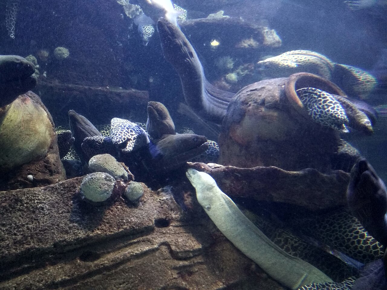 Moray Eel
