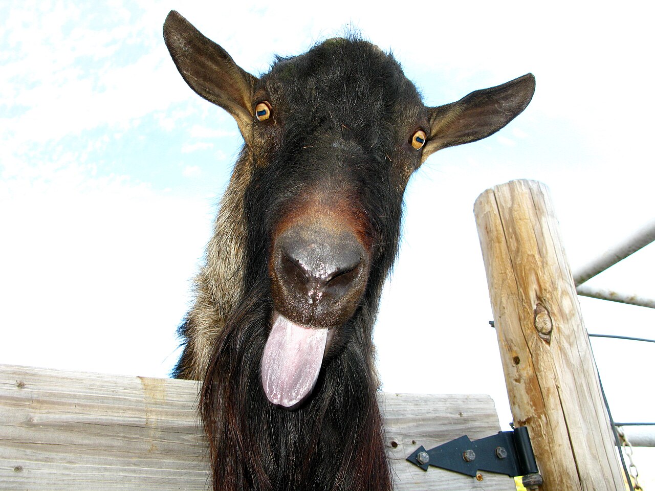 Goat sticking its tongue out.