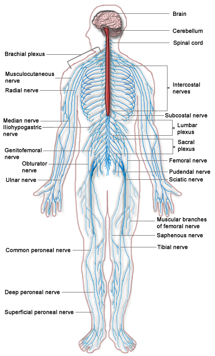 Diagram of human nervous system.