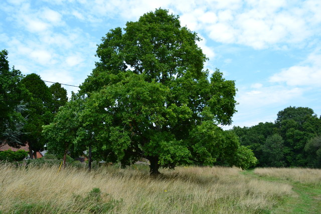 Oak tree