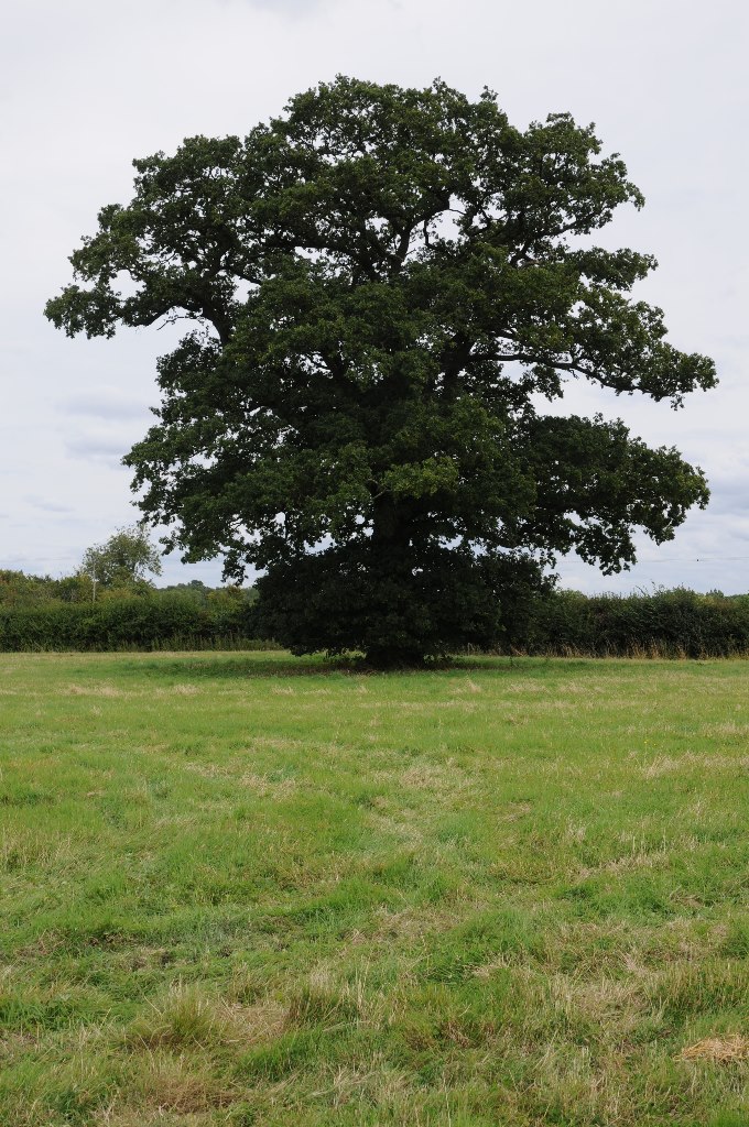 Oak Tree
