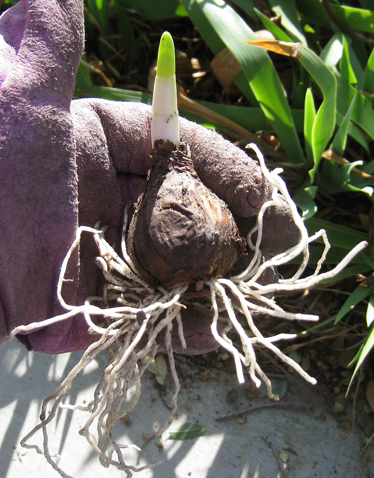 Daffodil bulb
