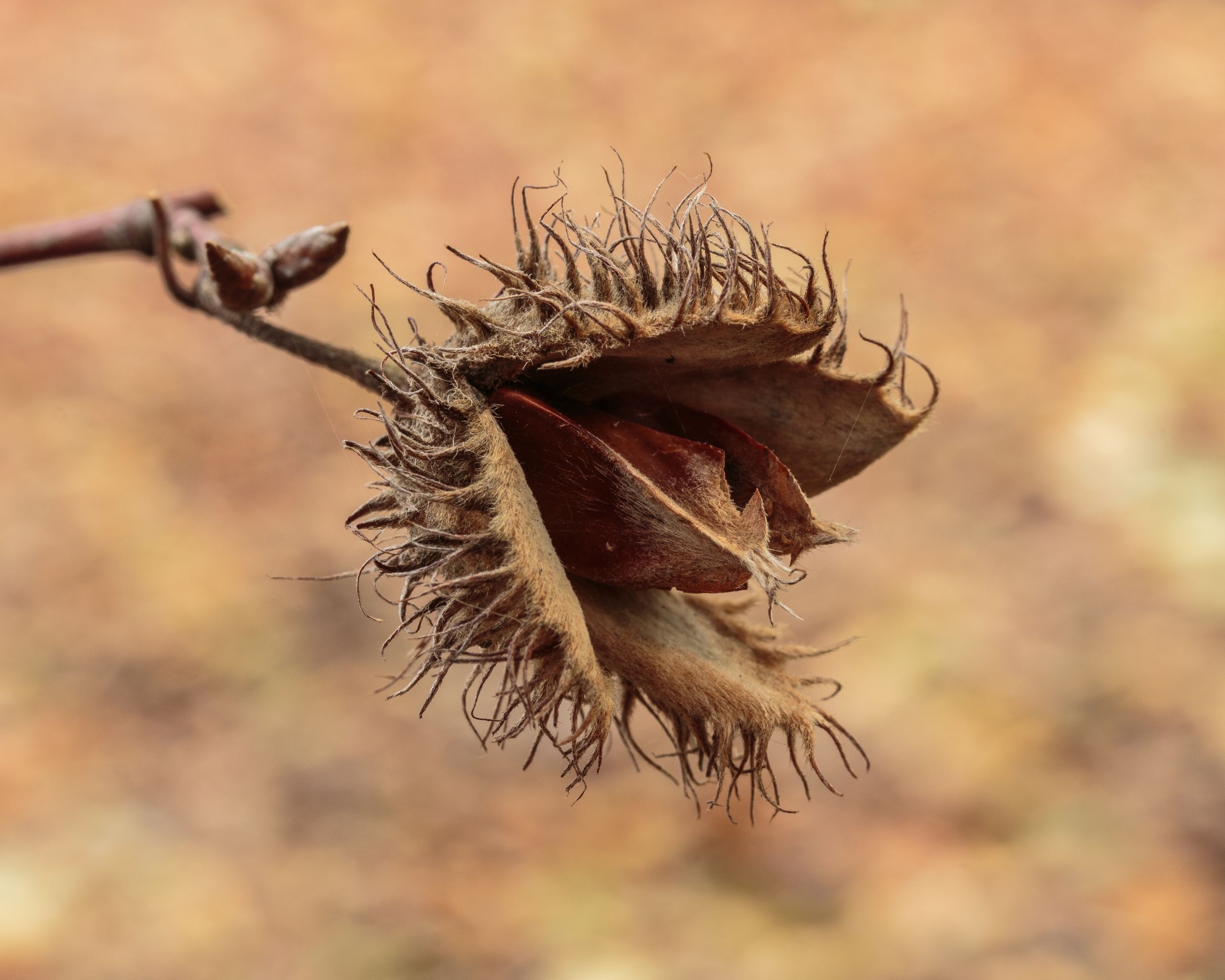 Cracked Beech fruit with nut