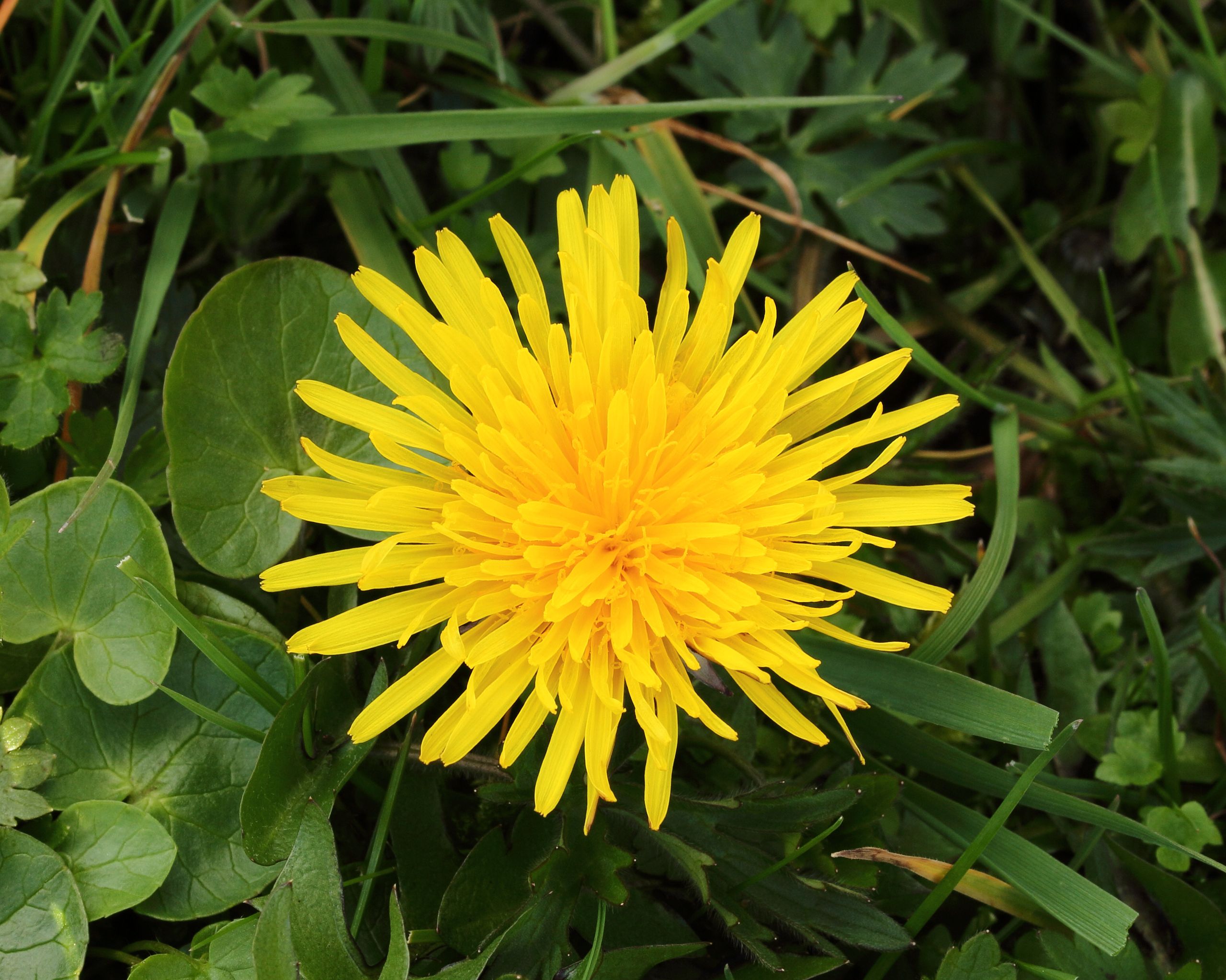 Dandelion flower