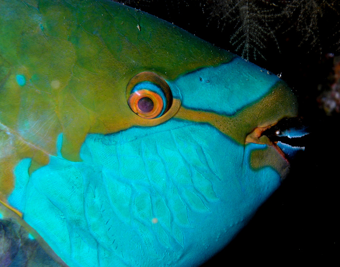 Parrotfish