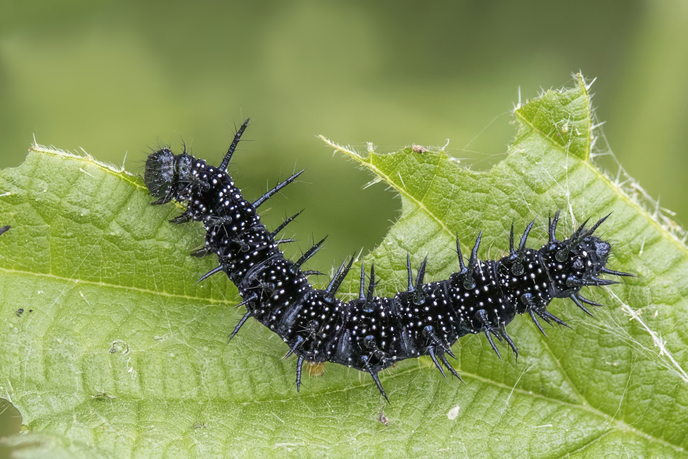 Stage 2: Larva (caterpillar)