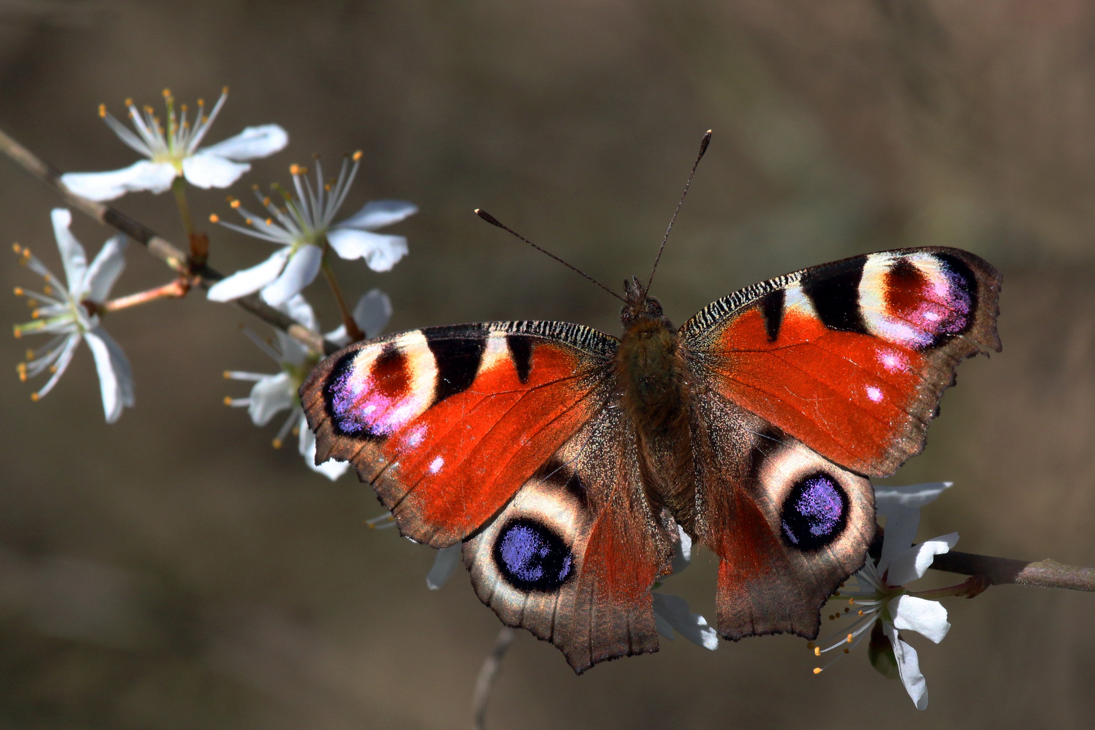 Stage 4: Adult butterfly