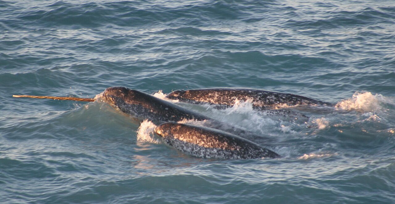 Pod of narwhals