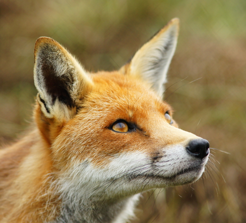 Fox