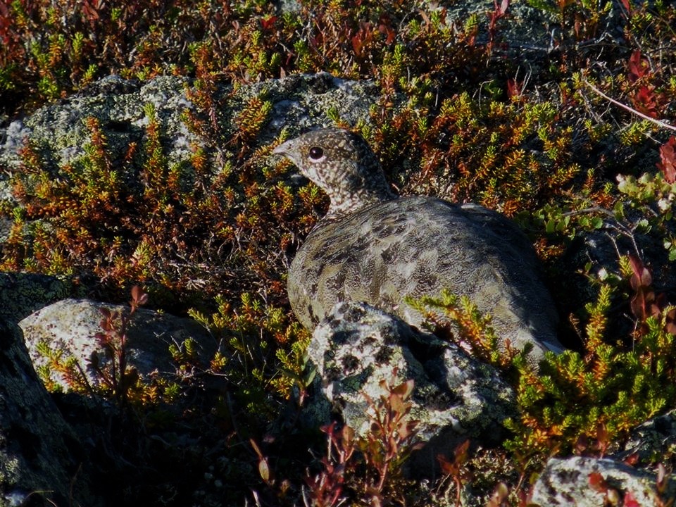Ptarmigan