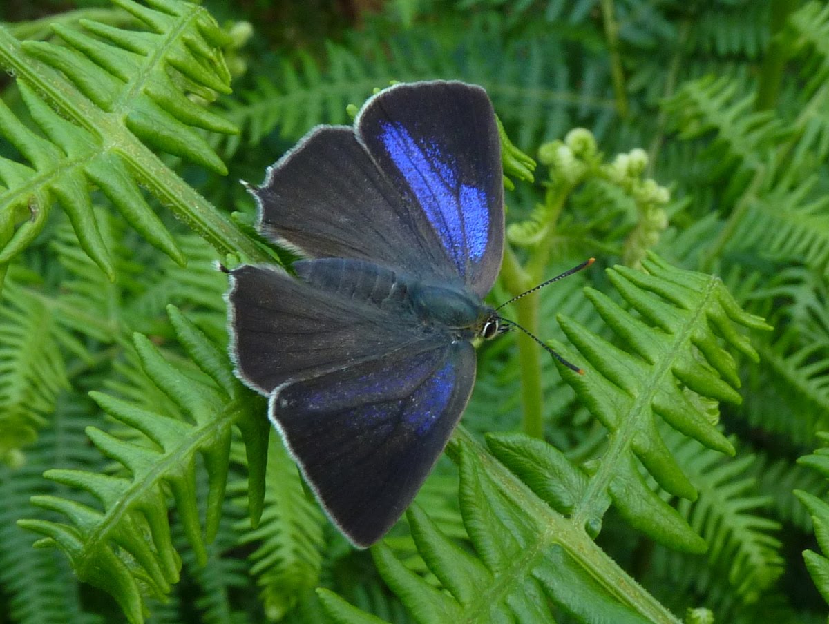 Purple Hairstreak Butterfly