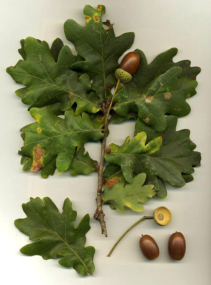Oak Tree Leaves and Acorns