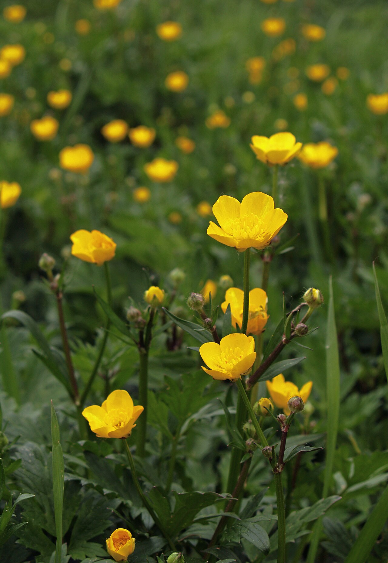 Creeping Buttercup