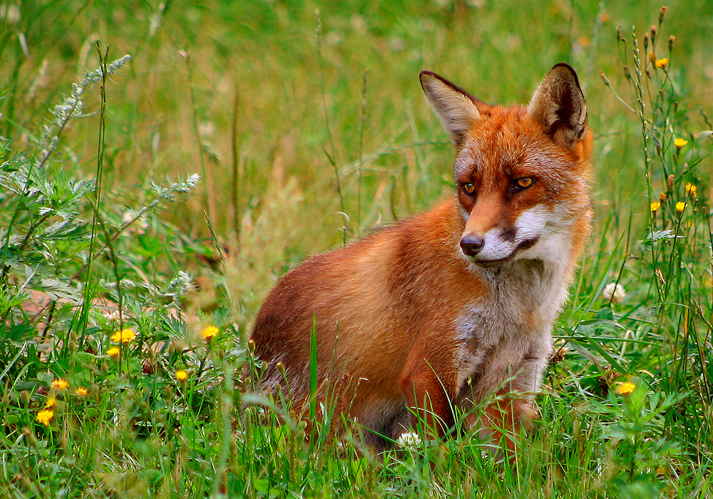 Fox Adult