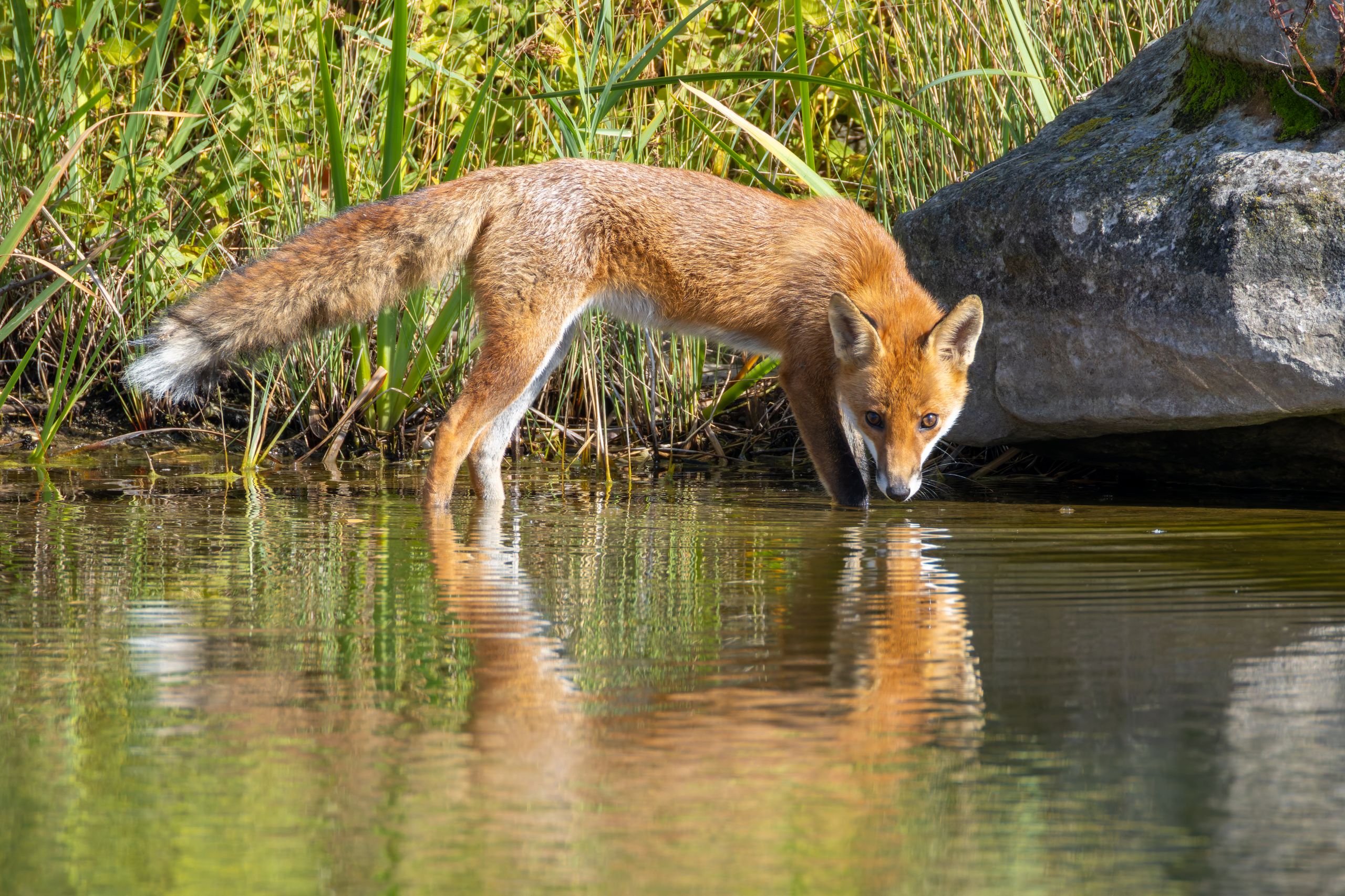 Red Fox drinking